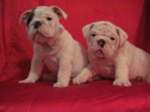 Puppiesforsale